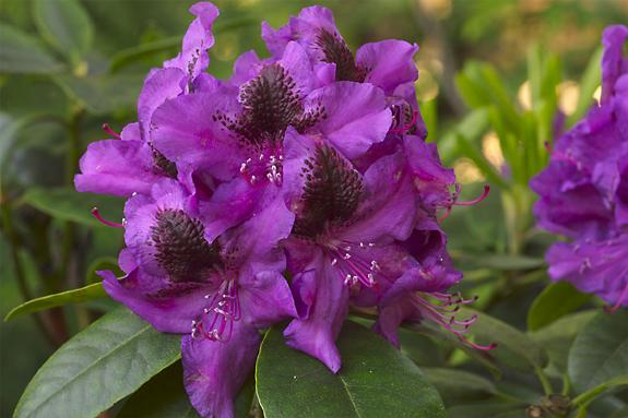 Copyright 2002 Downs' Rhododendrons